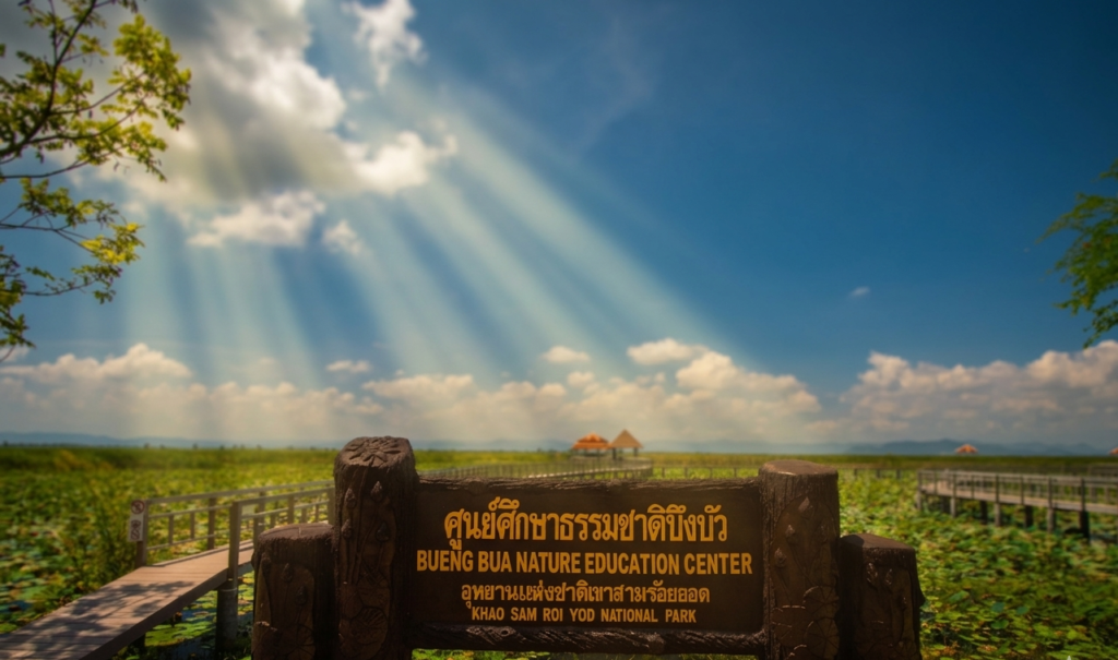 บัวบึงสามร้อยยอด1
